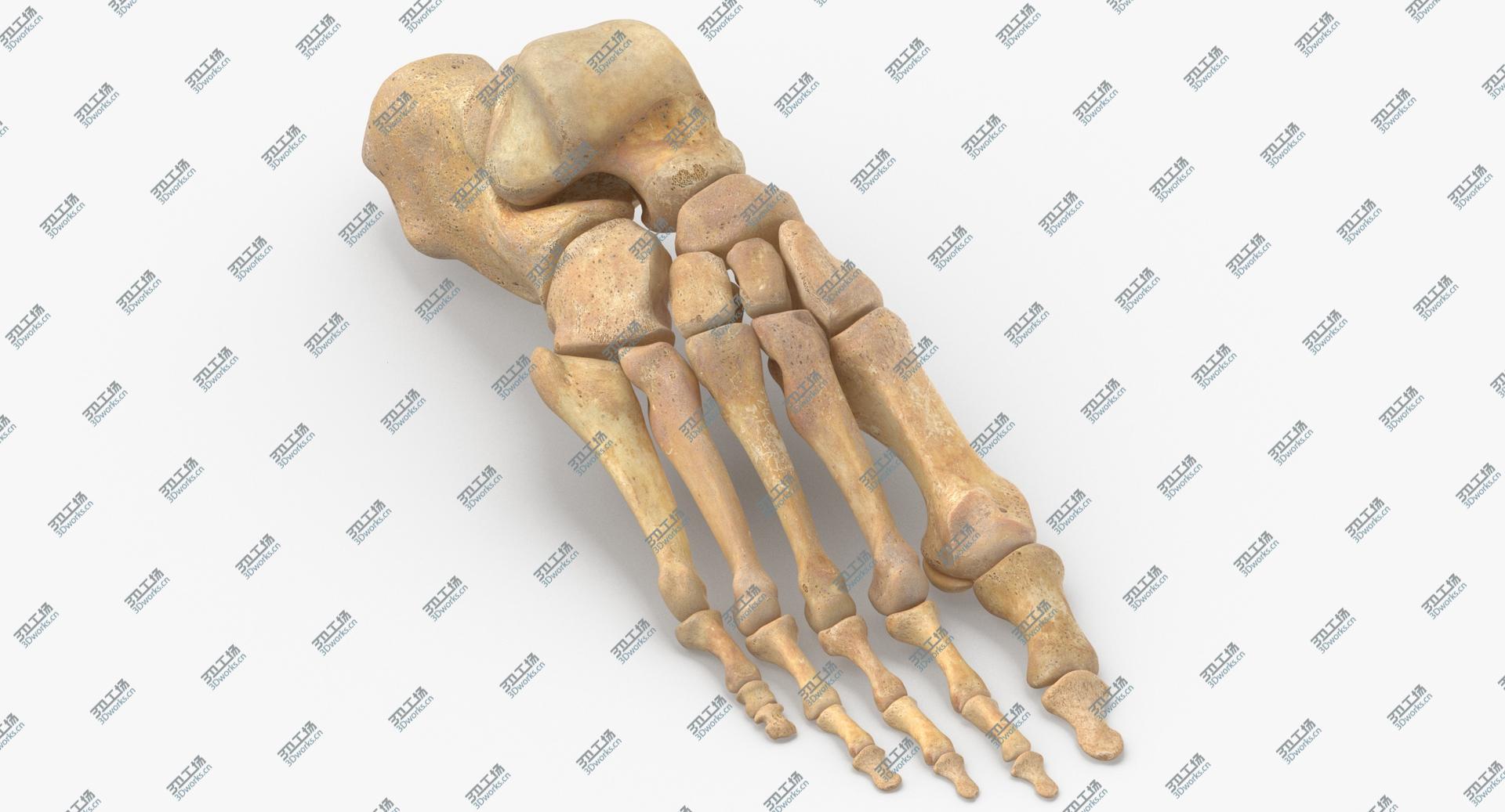 images/goods_img/2021040234/Real Human Foot Bones Anatomy 01 3D model/1.jpg